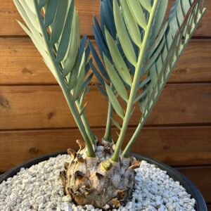 Encephalartos princeps - Kei Cycad - RARE COLLECTORS SPECIMEN - 5" caudex