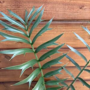 Encephalartos arenarius x woodii X horridus x woodii- woodii hybrid Cycad - 1-2" caudex