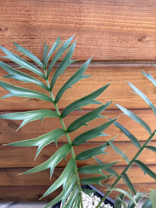 Encephalartos arenarius x woodii X horridus x woodii- woodii hybrid Cycad - 1-2" caudex