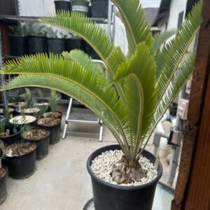 Encephalartos laevifolius - Kaapseshoop Cycad - 5-6" caudex