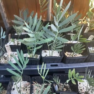 Encephalartos nubimontanus - Blue Cycad - 3 years old