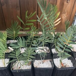 Encephalartos nubimontanus X cupidus - Blue Transvaal Hybrid - 1" caudex
