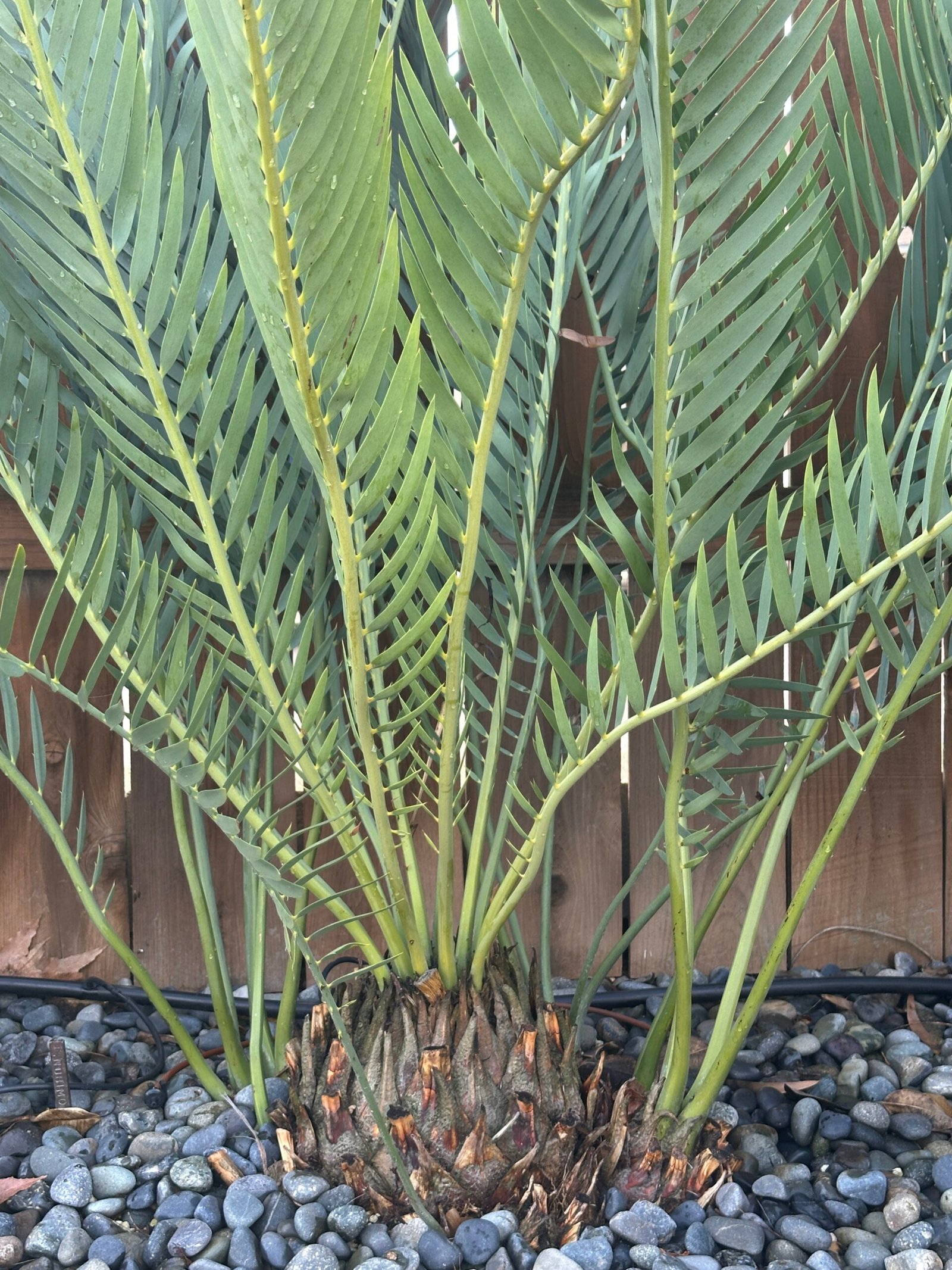 Encephalartos nubimontanus - Blue Cycad - MATURE COLLECTORS SPECIMEN - Image 6