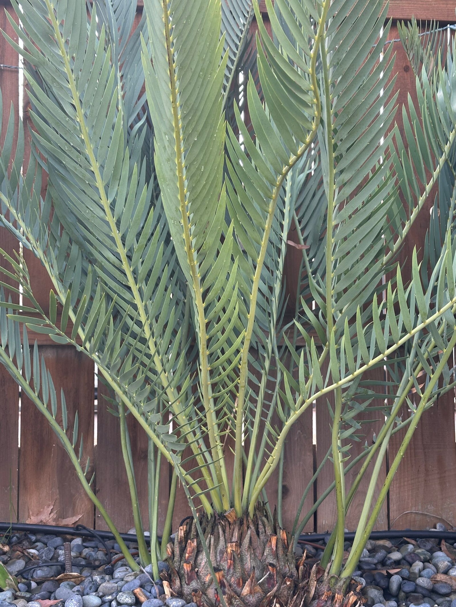 Encephalartos nubimontanus - Blue Cycad - MATURE COLLECTORS SPECIMEN - Image 5