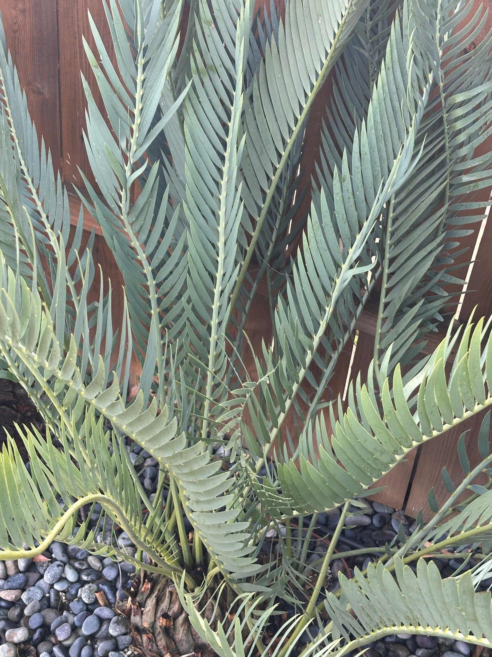 Encephalartos nubimontanus - Blue Cycad - MATURE COLLECTORS SPECIMEN - Image 4