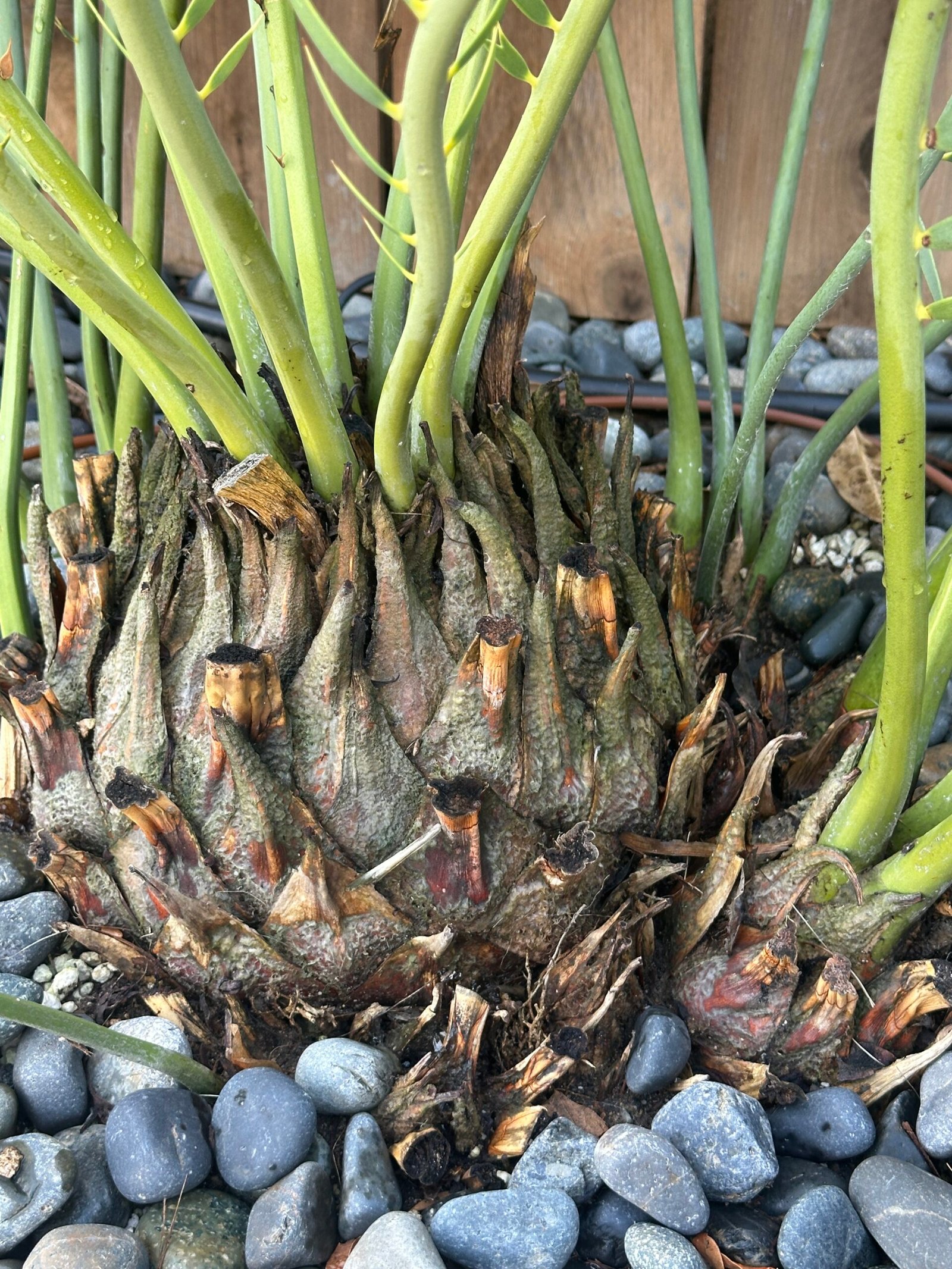 Encephalartos nubimontanus - Blue Cycad - MATURE COLLECTORS SPECIMEN - Image 7