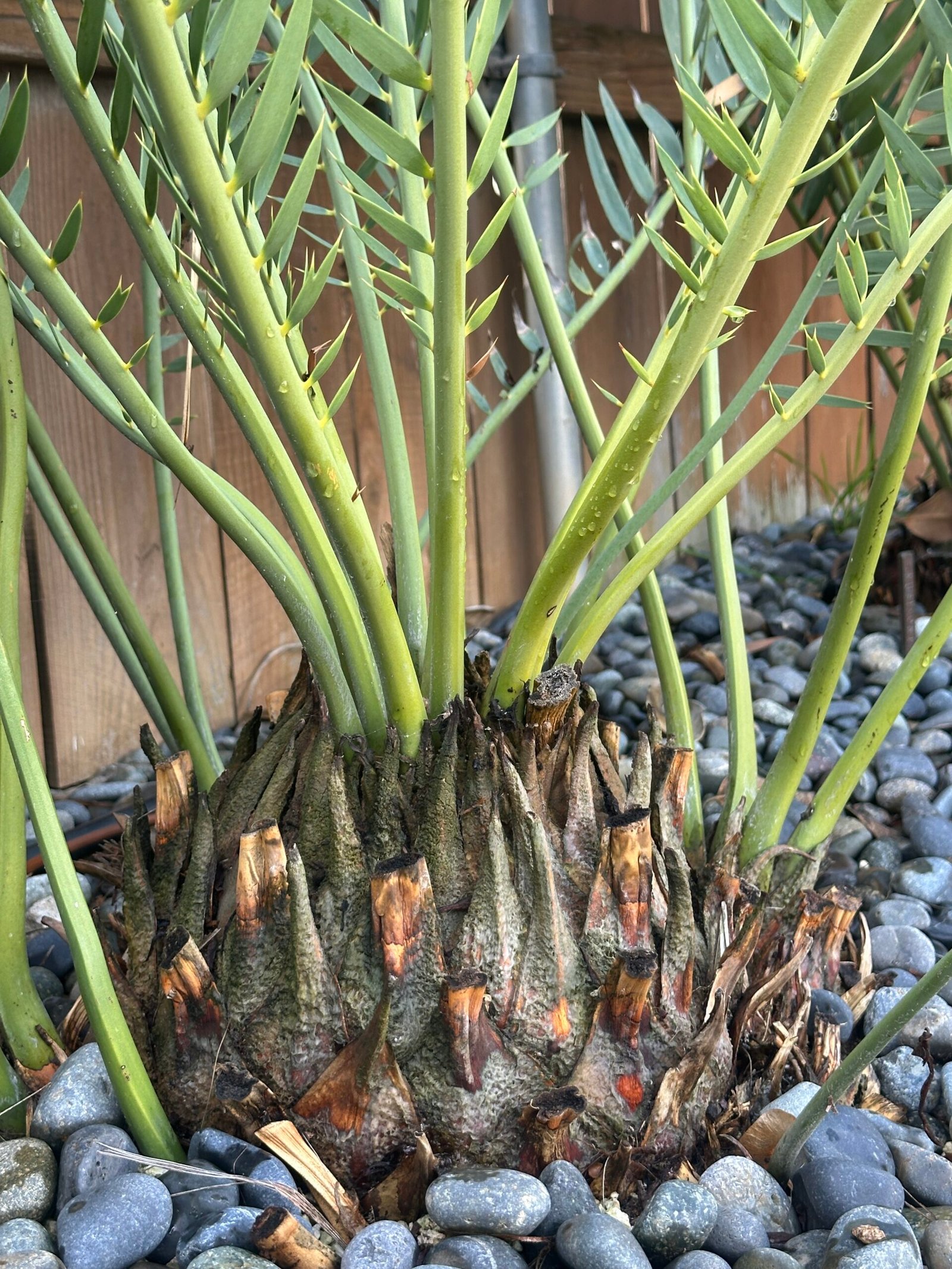 Encephalartos nubimontanus - Blue Cycad - MATURE COLLECTORS SPECIMEN - Image 8