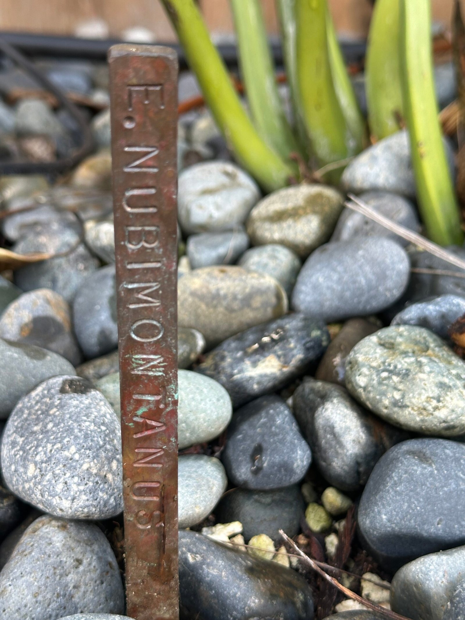 Encephalartos nubimontanus - Blue Cycad - MATURE COLLECTORS SPECIMEN - Image 9