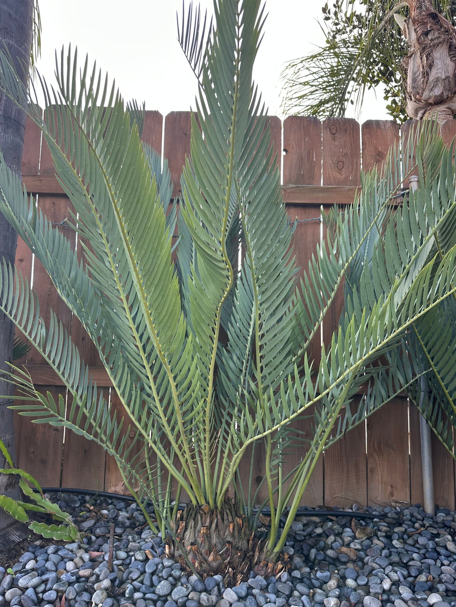 Encephalartos nubimontanus - Blue Cycad - MATURE COLLECTORS SPECIMEN