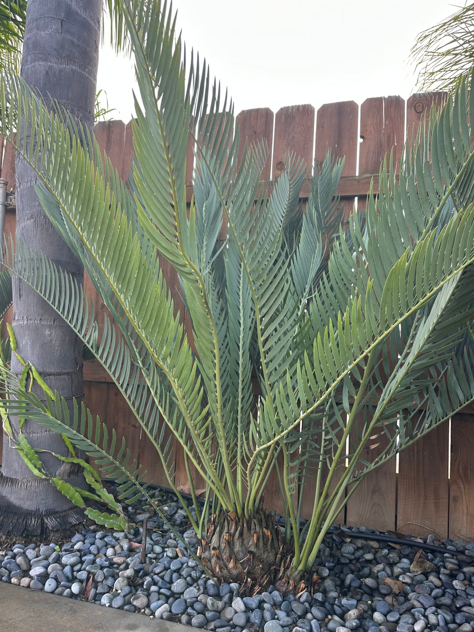 Encephalartos nubimontanus - Blue Cycad - MATURE COLLECTORS SPECIMEN - Image 2