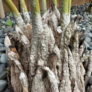 Encephalartos dolomiticus - Wolkberg Cycad - ULTRA RARE COLLECTORS SPECIMEN - 10" caudex