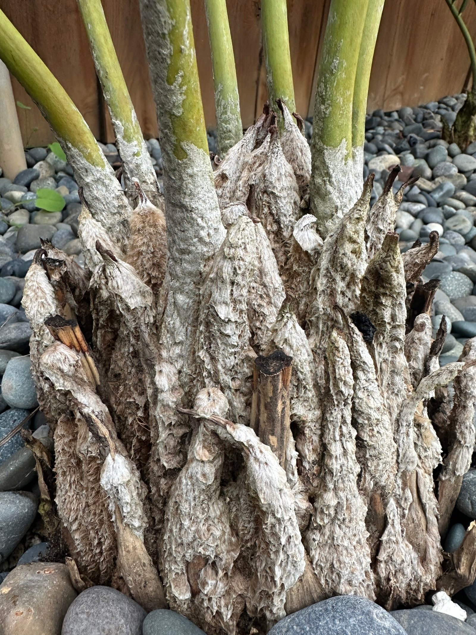 Encephalartos dolomiticus - Wolkberg Cycad - ULTRA RARE COLLECTORS SPECIMEN - 10" caudex