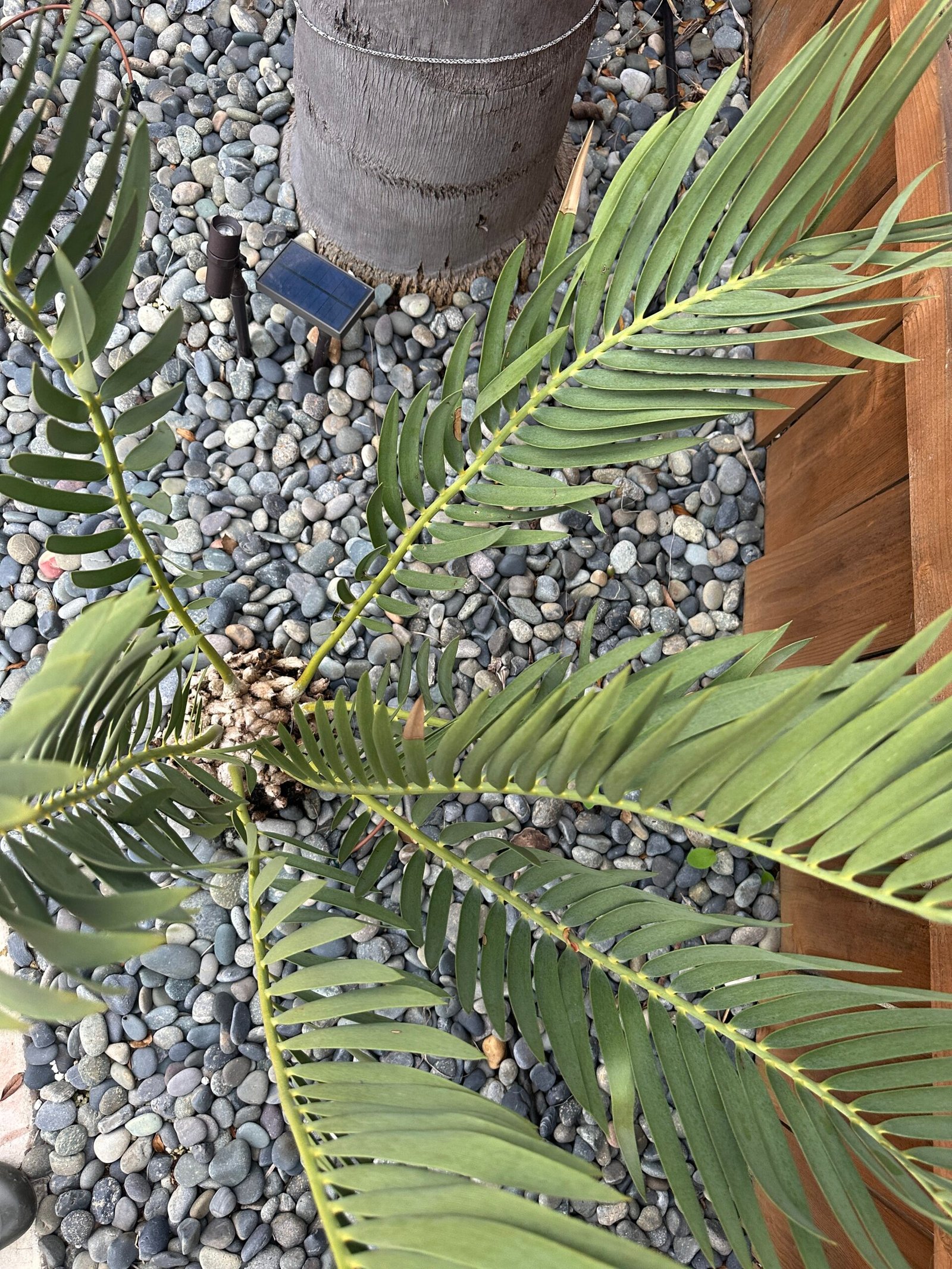 Encephalartos dolomiticus - Wolkberg Cycad - ULTRA RARE COLLECTORS SPECIMEN - 10" caudex - Image 4