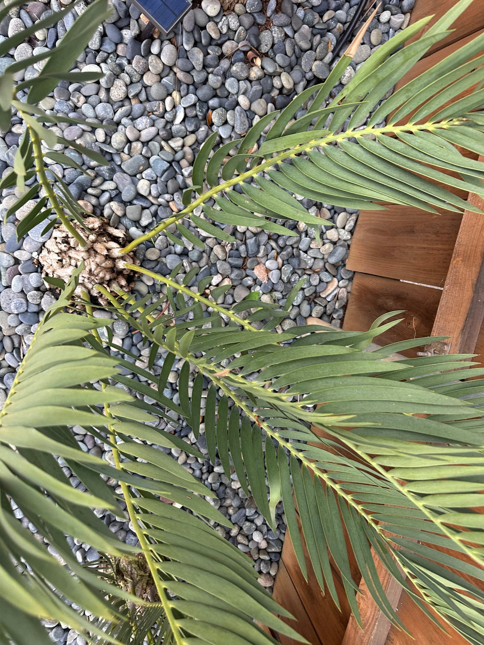 Encephalartos dolomiticus - Wolkberg Cycad - ULTRA RARE COLLECTORS SPECIMEN - 10" caudex - Image 5