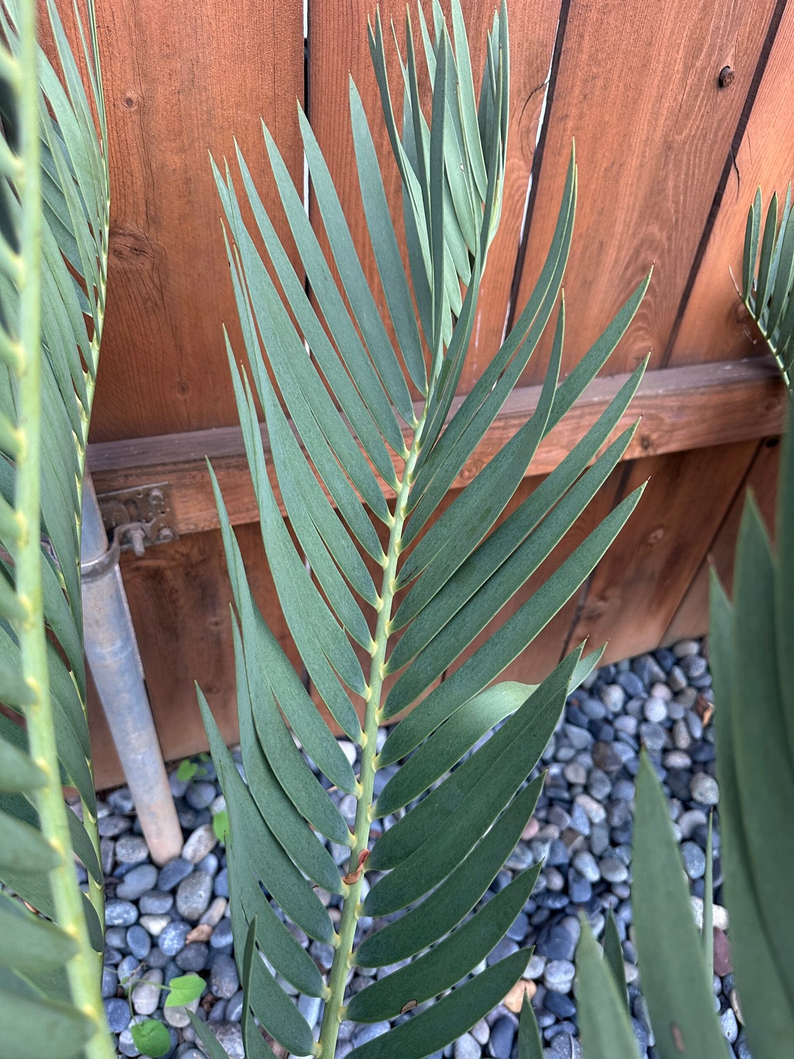 Encephalartos dolomiticus - Wolkberg Cycad - ULTRA RARE COLLECTORS SPECIMEN - 10" caudex - Image 6