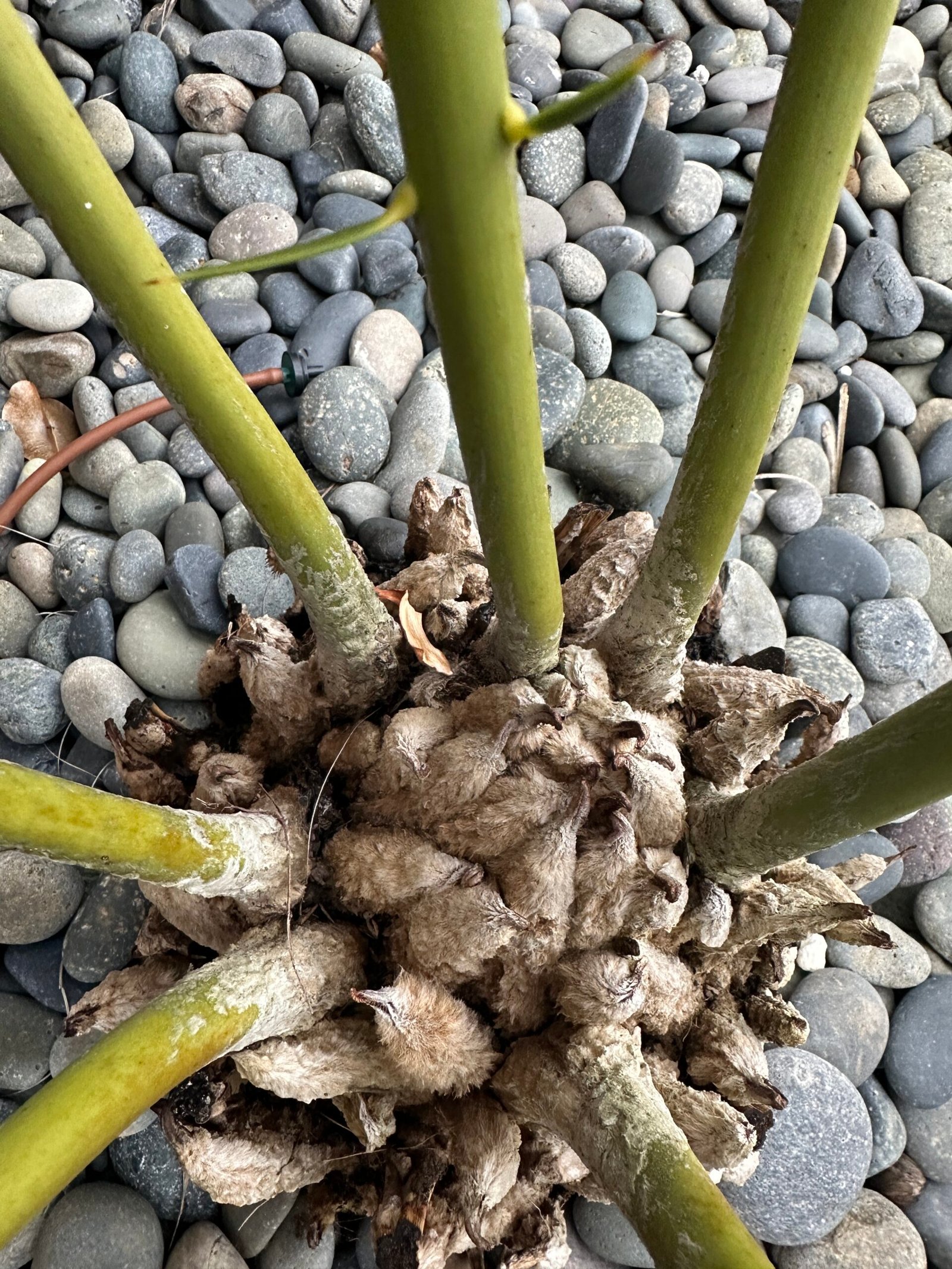 Encephalartos dolomiticus - Wolkberg Cycad - ULTRA RARE COLLECTORS SPECIMEN - 10" caudex - Image 2