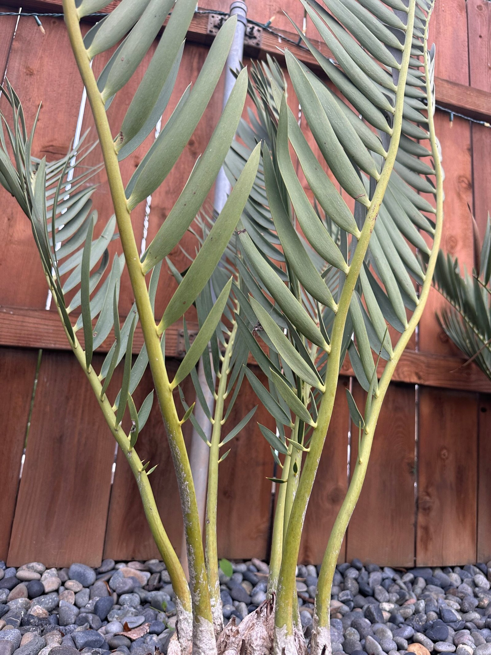 Encephalartos dolomiticus - Wolkberg Cycad - ULTRA RARE COLLECTORS SPECIMEN - 10" caudex - Image 7