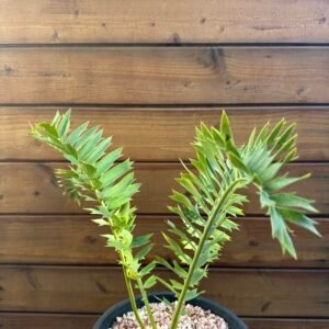 Encephalartos arenarius - Alexandria Cycad - 3" caudex
