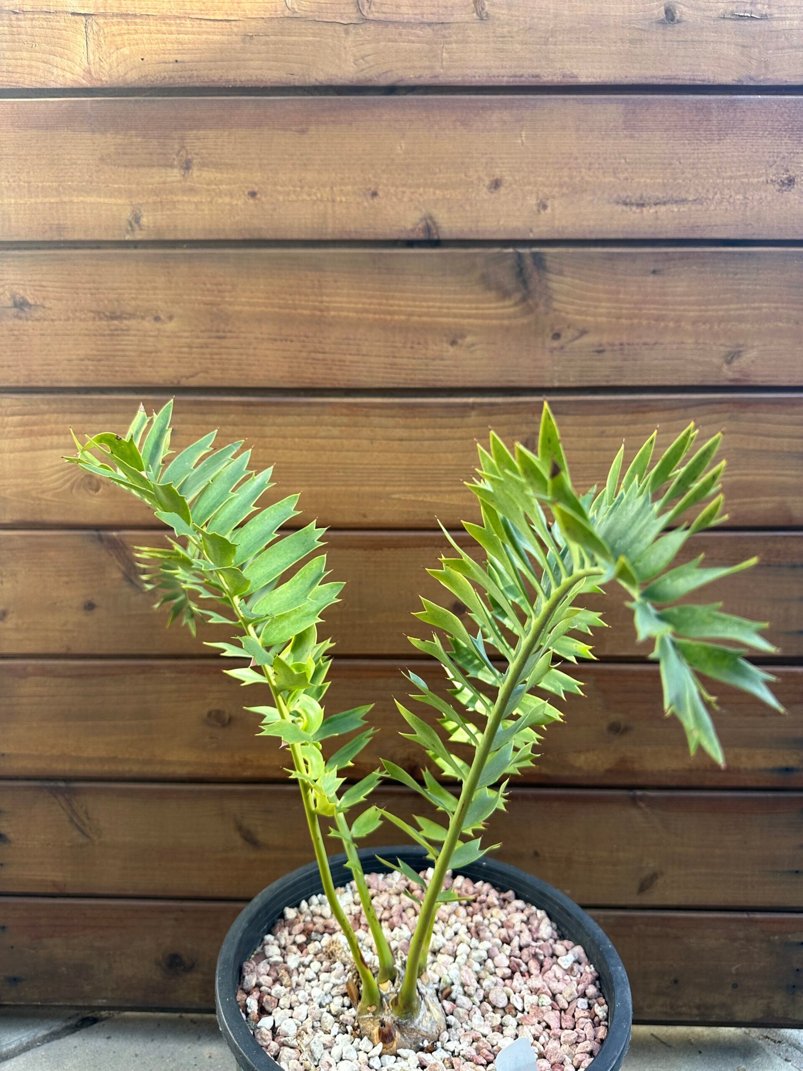 Encephalartos arenarius - Alexandria Cycad - 3" caudex