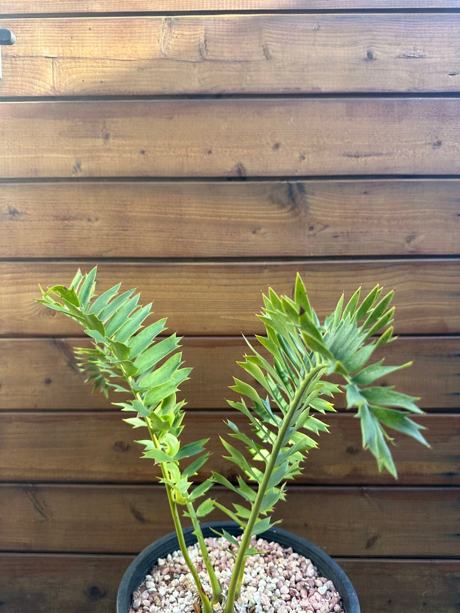 Encephalartos arenarius - Alexandria Cycad - 3" caudex - Image 3