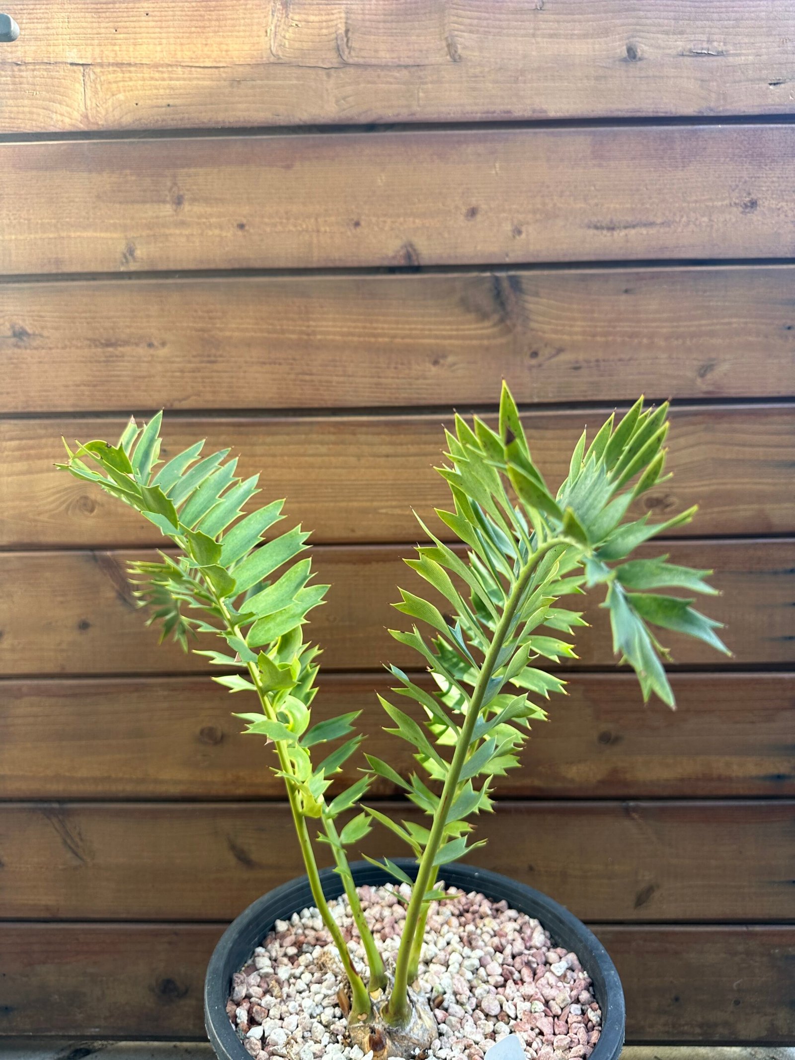Encephalartos arenarius - Alexandria Cycad - 3" caudex - Image 4