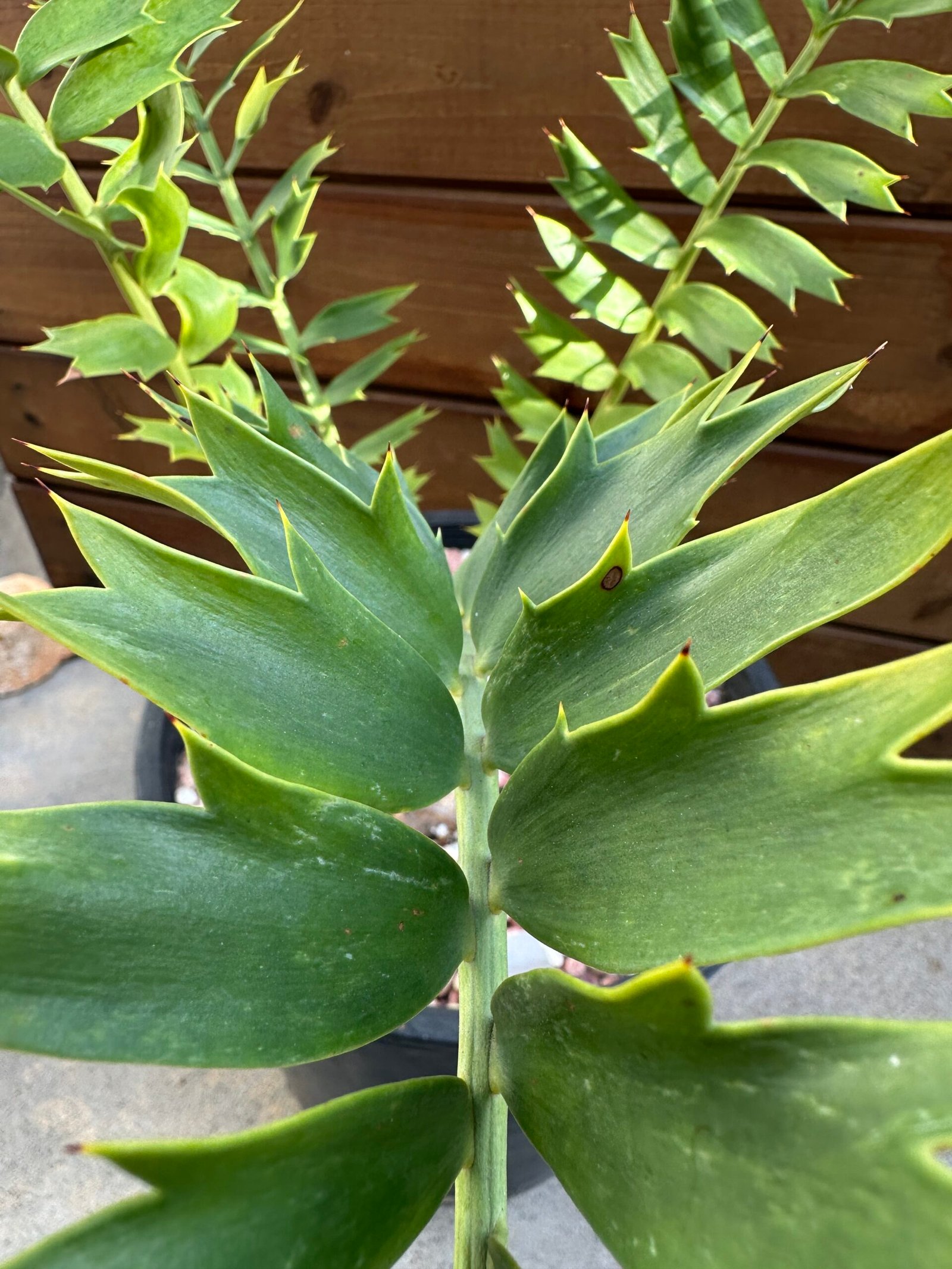 Encephalartos arenarius - Alexandria Cycad - 3" caudex - Image 5
