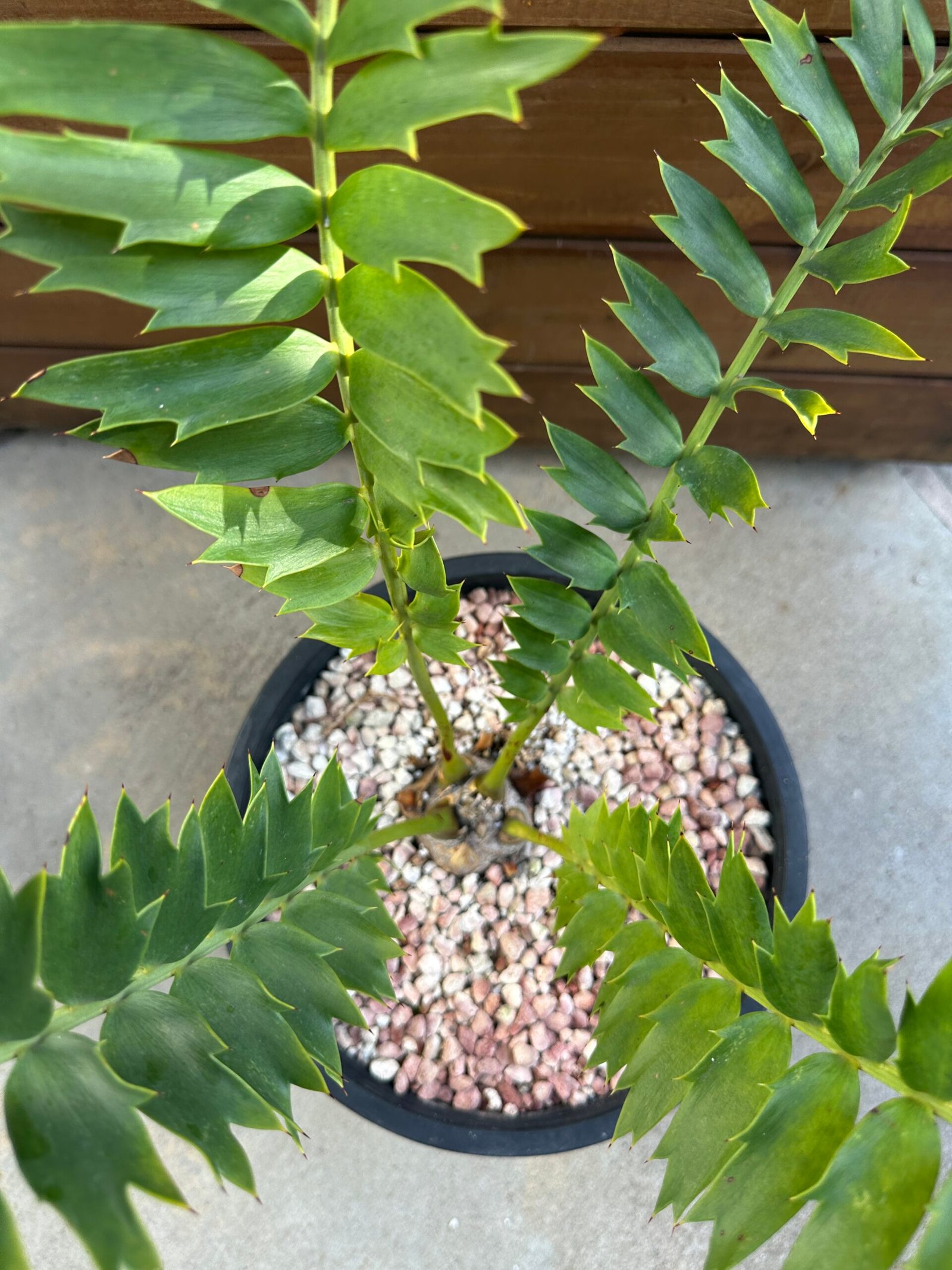 Encephalartos arenarius - Alexandria Cycad - 3" caudex - Image 7