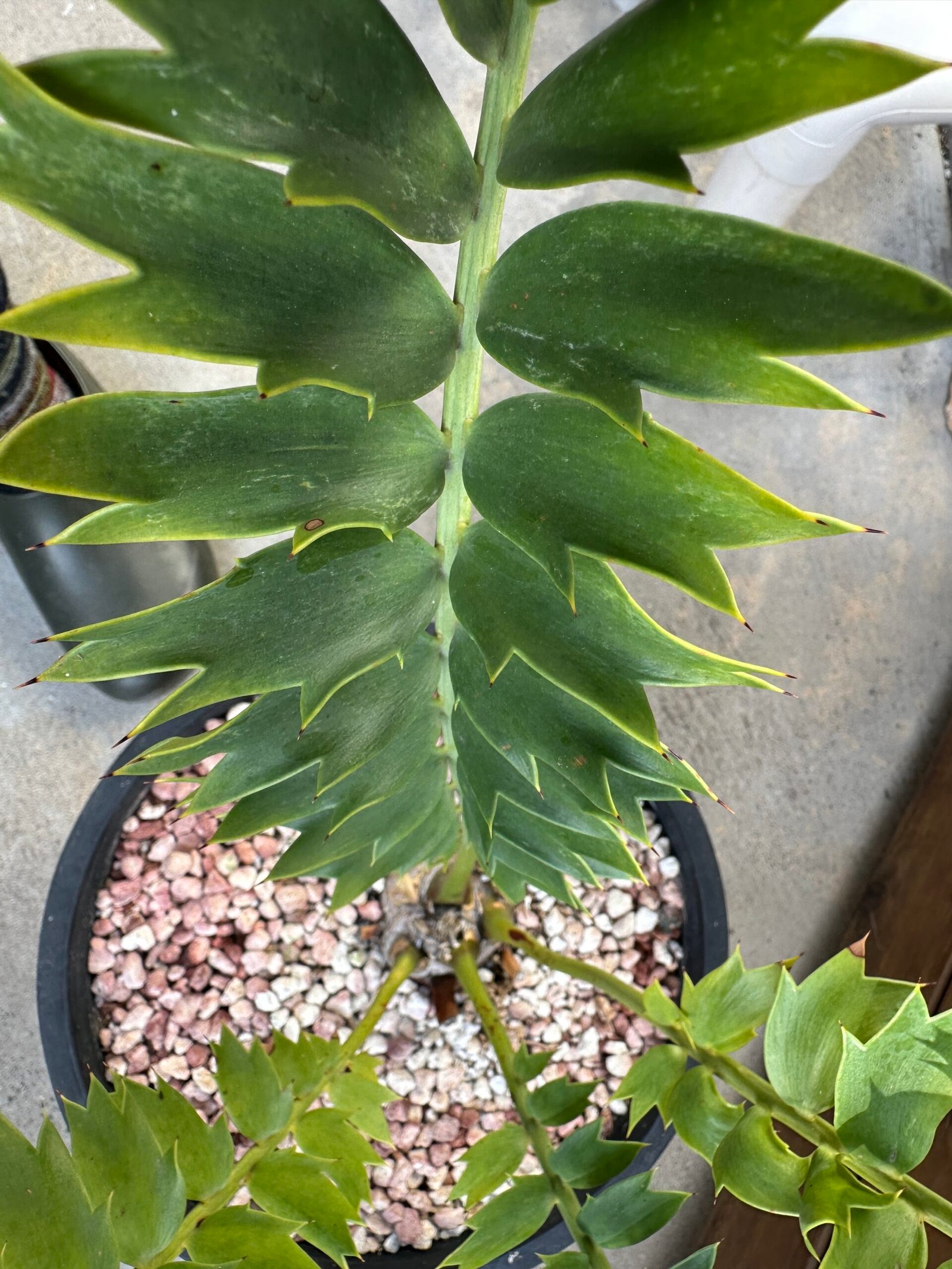 Encephalartos arenarius - Alexandria Cycad - 3" caudex - Image 8