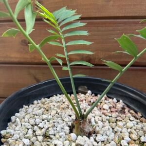 Encephalartos arenarius - Alexandria Cycad - 2" caudex