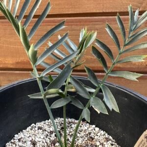 Encephalartos arenarius - Alexandria Cycad - 1.5" caudex