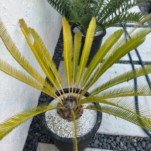 Dioon califanoi - 7" caudex - LARGE RARE COLLECTORS SPECIMEN