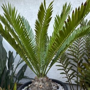 Encephalartos altensteinii - Eastern Cape Giant Cycad - 9" caudex