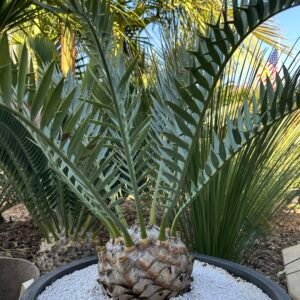 Encephalartos horridus – Eastern Cape Blue Cycad – 8-9" caudex