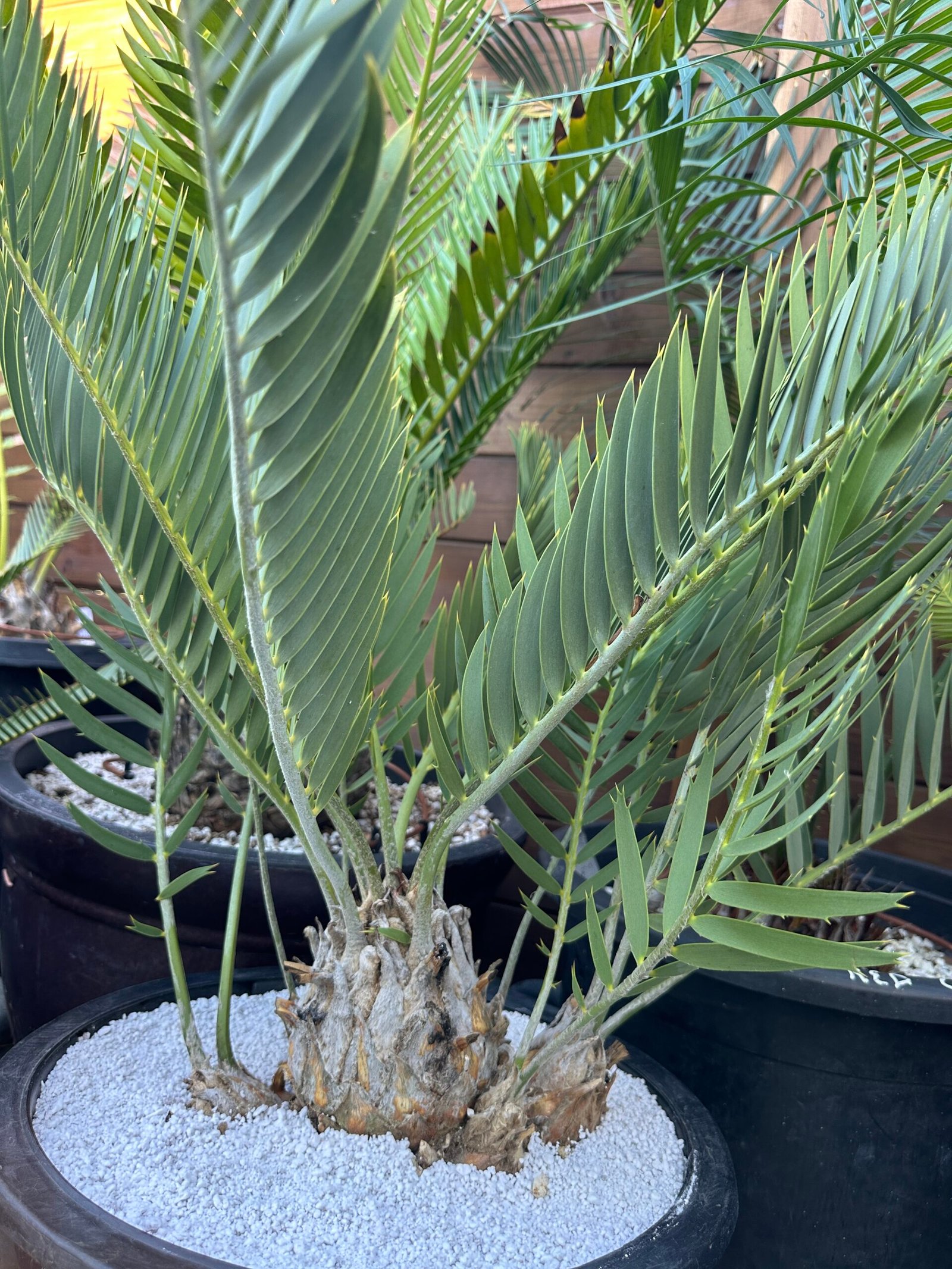 Encephalartos eugene-maraisii - Waterberg Cycad - RARE COLLECTORS SPECIMEN - 5" main caudex w/ multiple offsets - Image 6
