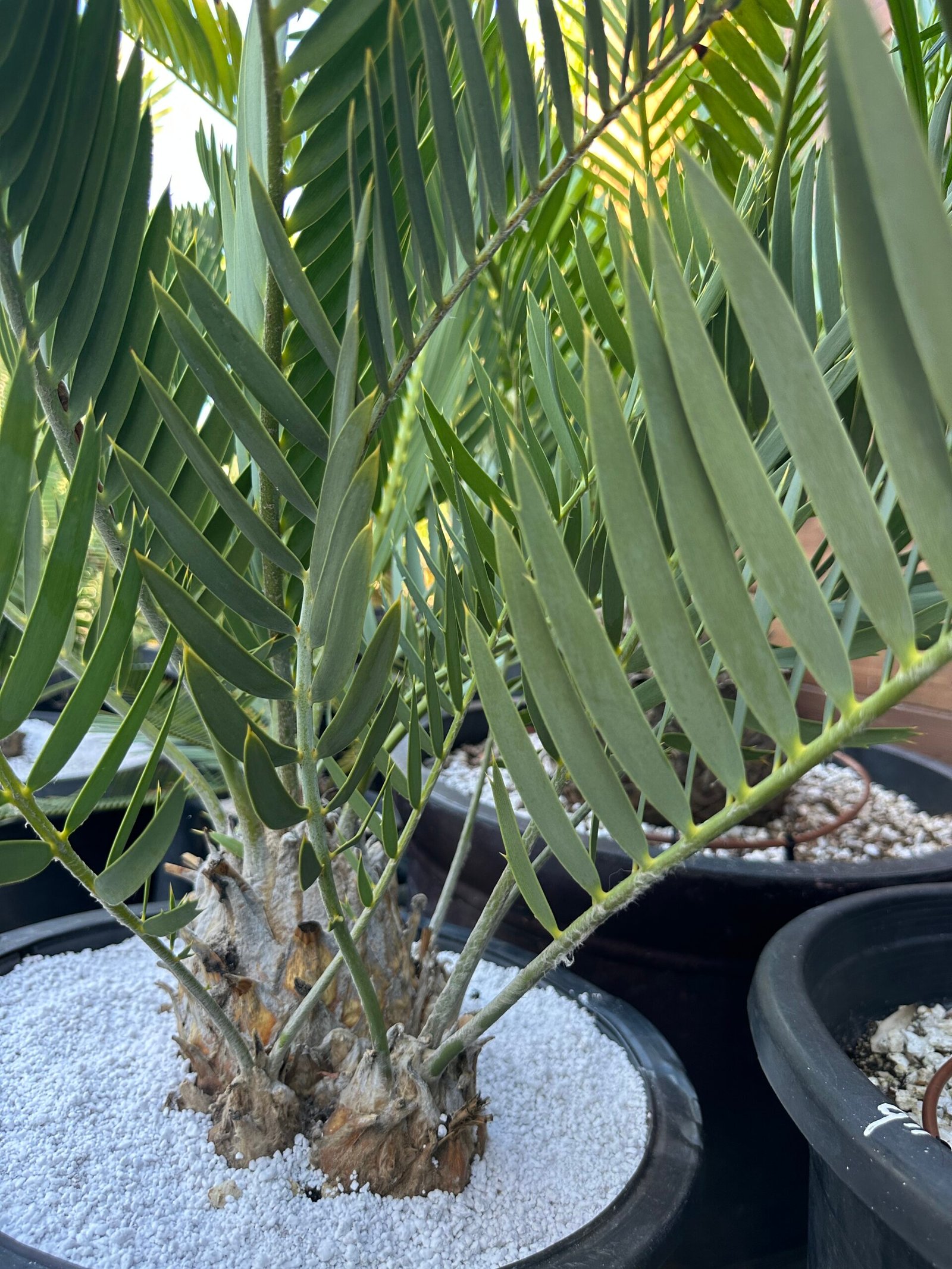 Encephalartos eugene-maraisii - Waterberg Cycad - RARE COLLECTORS SPECIMEN - 5" main caudex w/ multiple offsets - Image 5