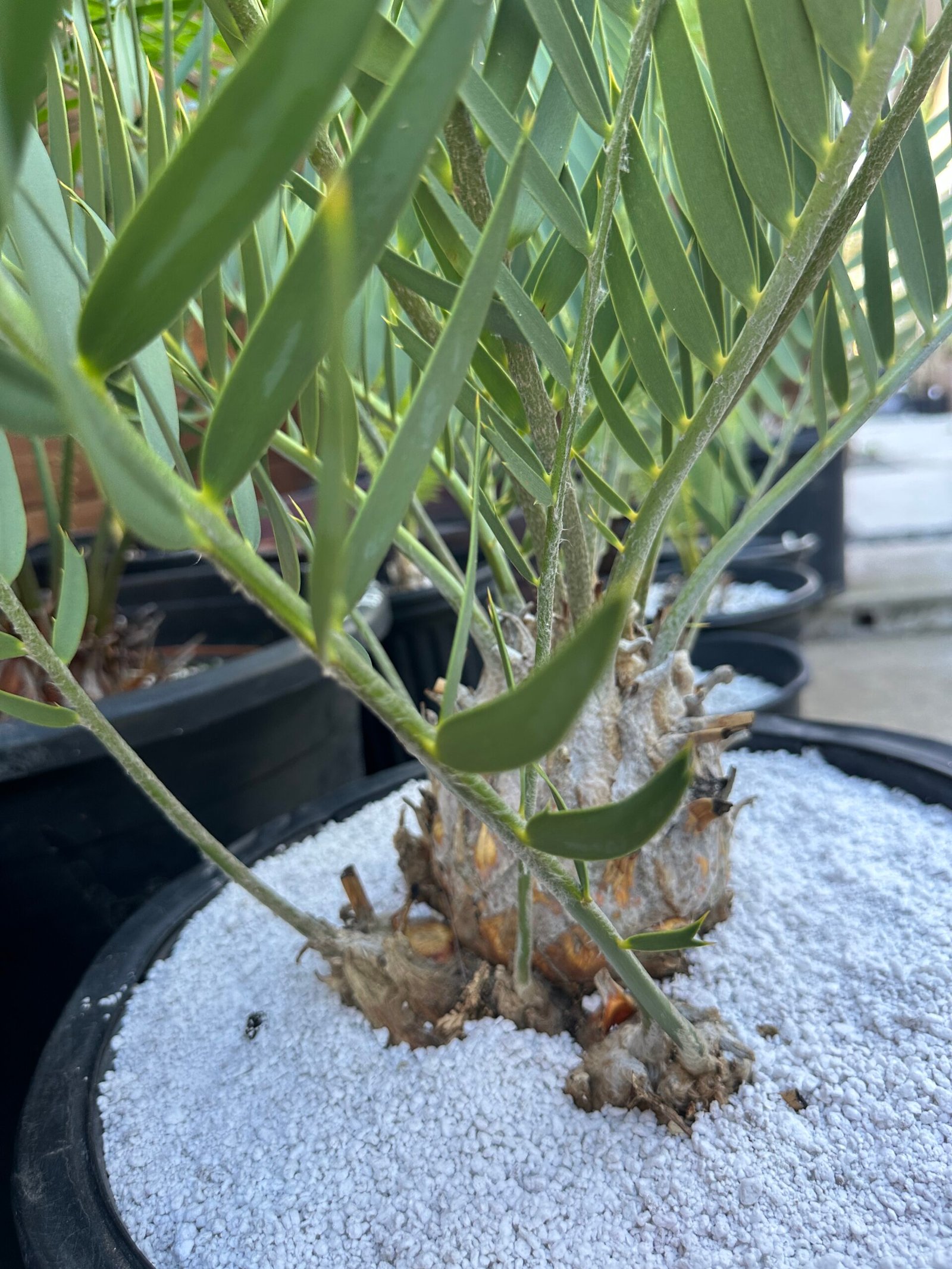 Encephalartos eugene-maraisii - Waterberg Cycad - RARE COLLECTORS SPECIMEN - 5" main caudex w/ multiple offsets - Image 4