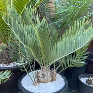 Encephalartos eugene-maraisii - Waterberg Cycad - RARE COLLECTORS SPECIMEN - 5" main caudex w/ multiple offsets