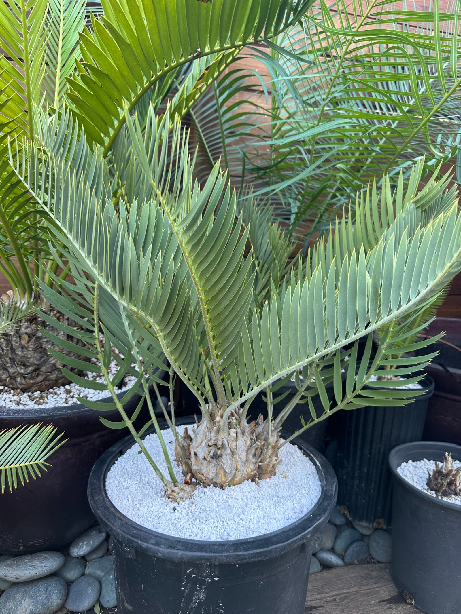 Encephalartos eugene-maraisii - Waterberg Cycad - RARE COLLECTORS SPECIMEN - 5" main caudex w/ multiple offsets