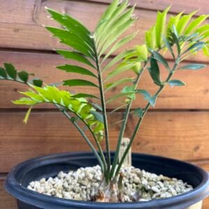 Encephalartos arenarius - Alexandria Cycad - 2" caudex