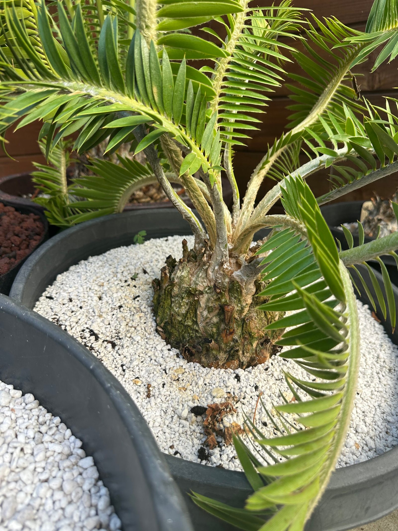 Encephalartos afer (formerly caffer) - Eastern Cape Dwarf Cycad - COLLECTORS SPECIMEN 5.5" Caudex - Image 10