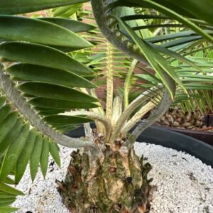 Encephalartos afer (formerly caffer) - Eastern Cape Dwarf Cycad - COLLECTORS SPECIMEN 5.5" Caudex