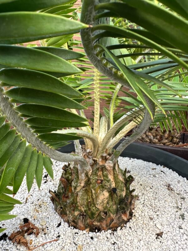 Encephalartos afer (formerly caffer) - Eastern Cape Dwarf Cycad - COLLECTORS SPECIMEN 5.5" Caudex