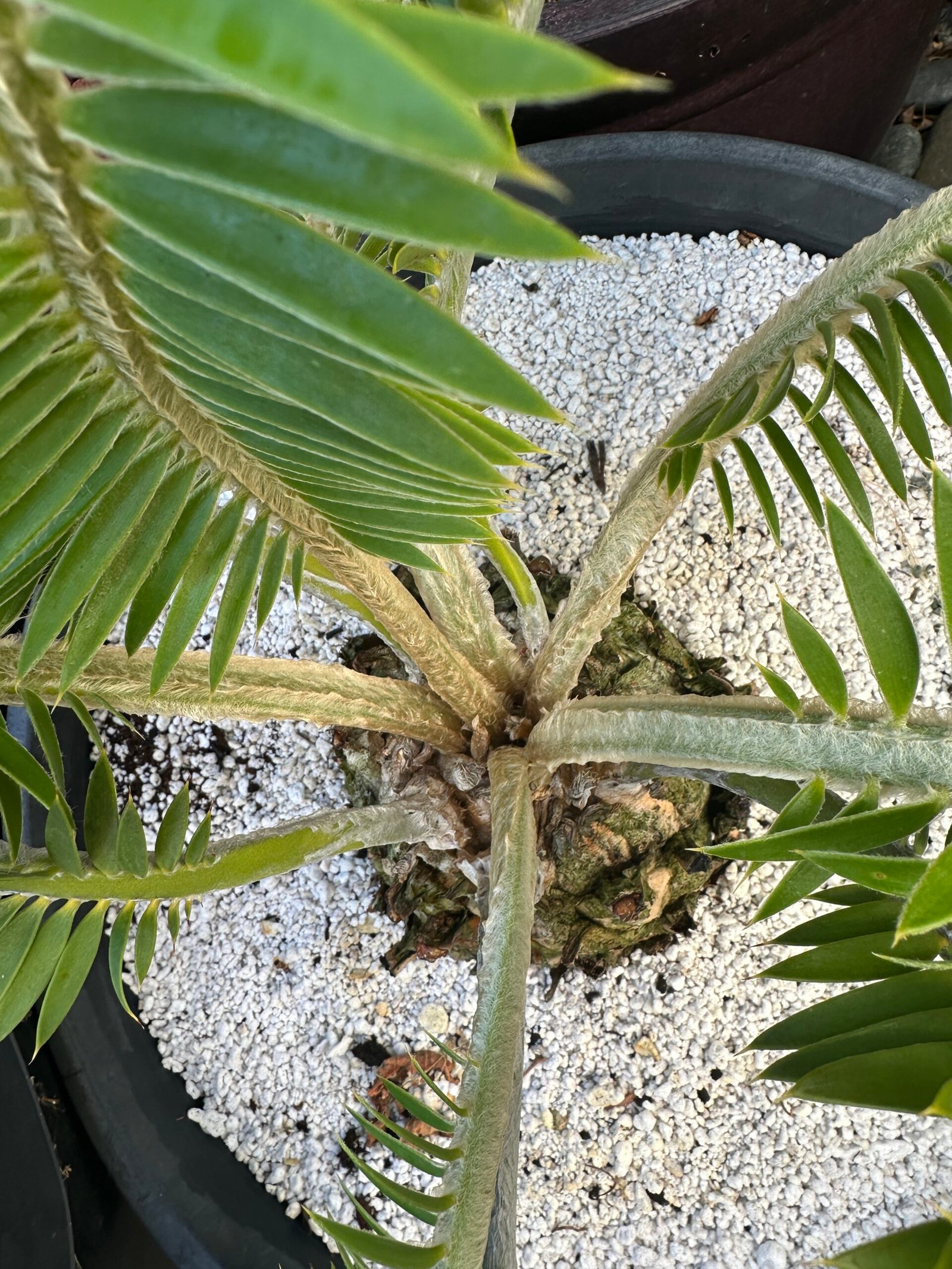 Encephalartos afer (formerly caffer) - Eastern Cape Dwarf Cycad - COLLECTORS SPECIMEN 5.5" Caudex - Image 9