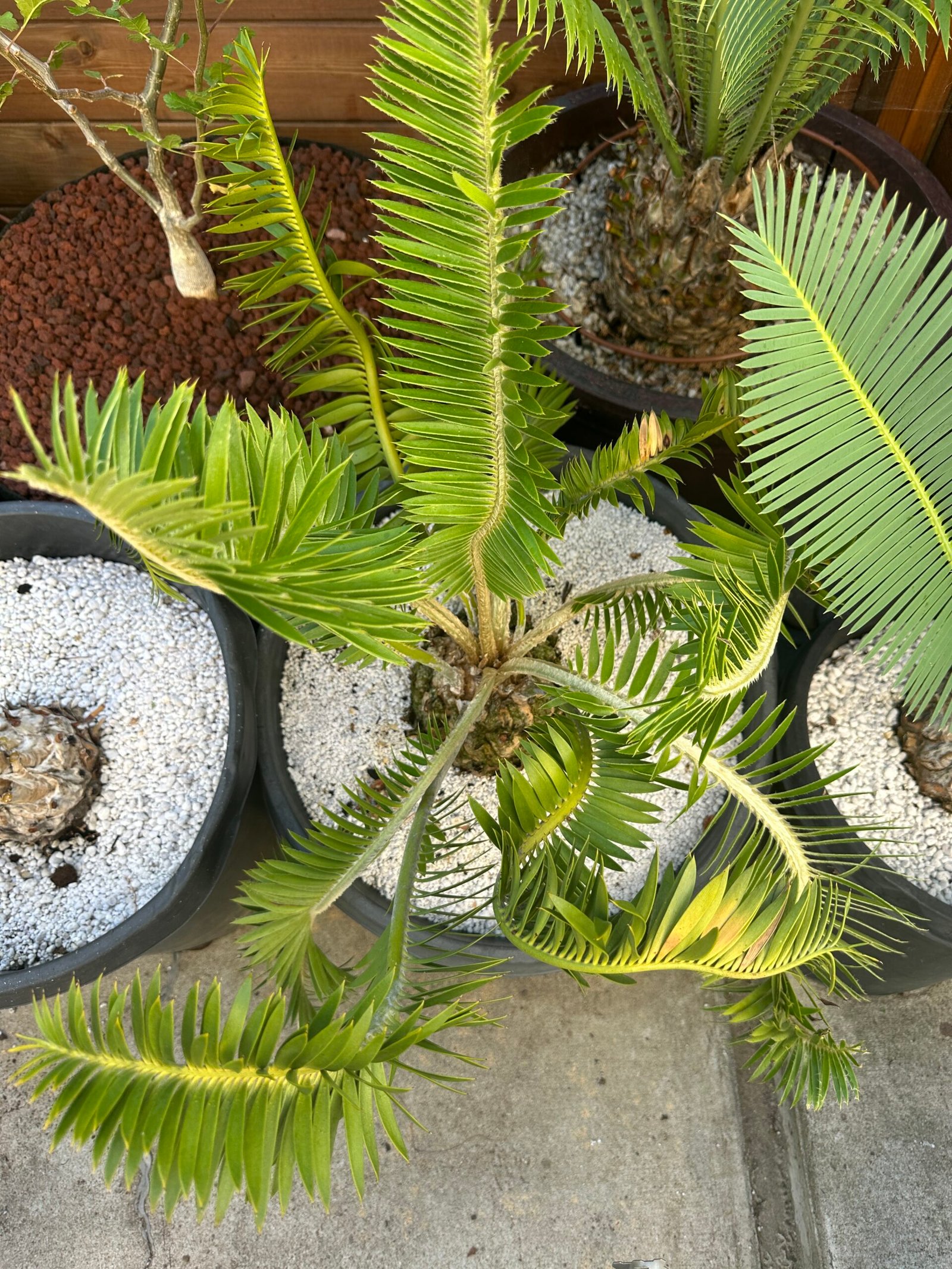 Encephalartos afer (formerly caffer) - Eastern Cape Dwarf Cycad - COLLECTORS SPECIMEN 5.5" Caudex - Image 8