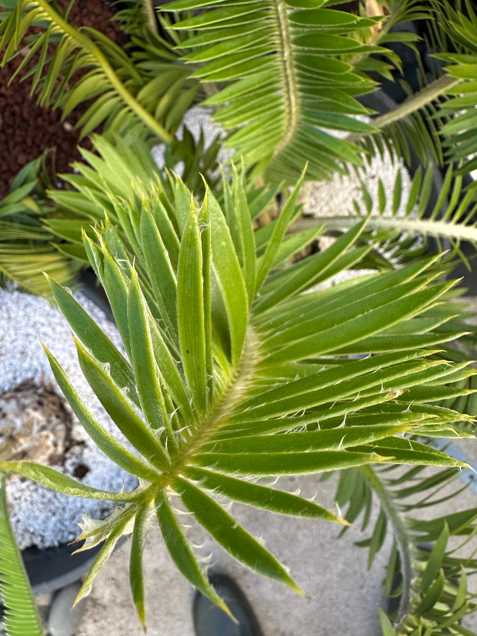 Encephalartos afer (formerly caffer) - Eastern Cape Dwarf Cycad - COLLECTORS SPECIMEN 5.5" Caudex - Image 7