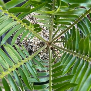 Encephalartos ngoyanus - Ngoye Dwarf Cycad - 3-4" caudex