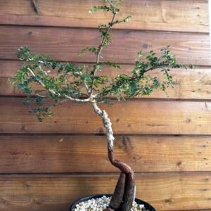 Operculicarya decaryi - Specimen Quality - Private Collection Stock
