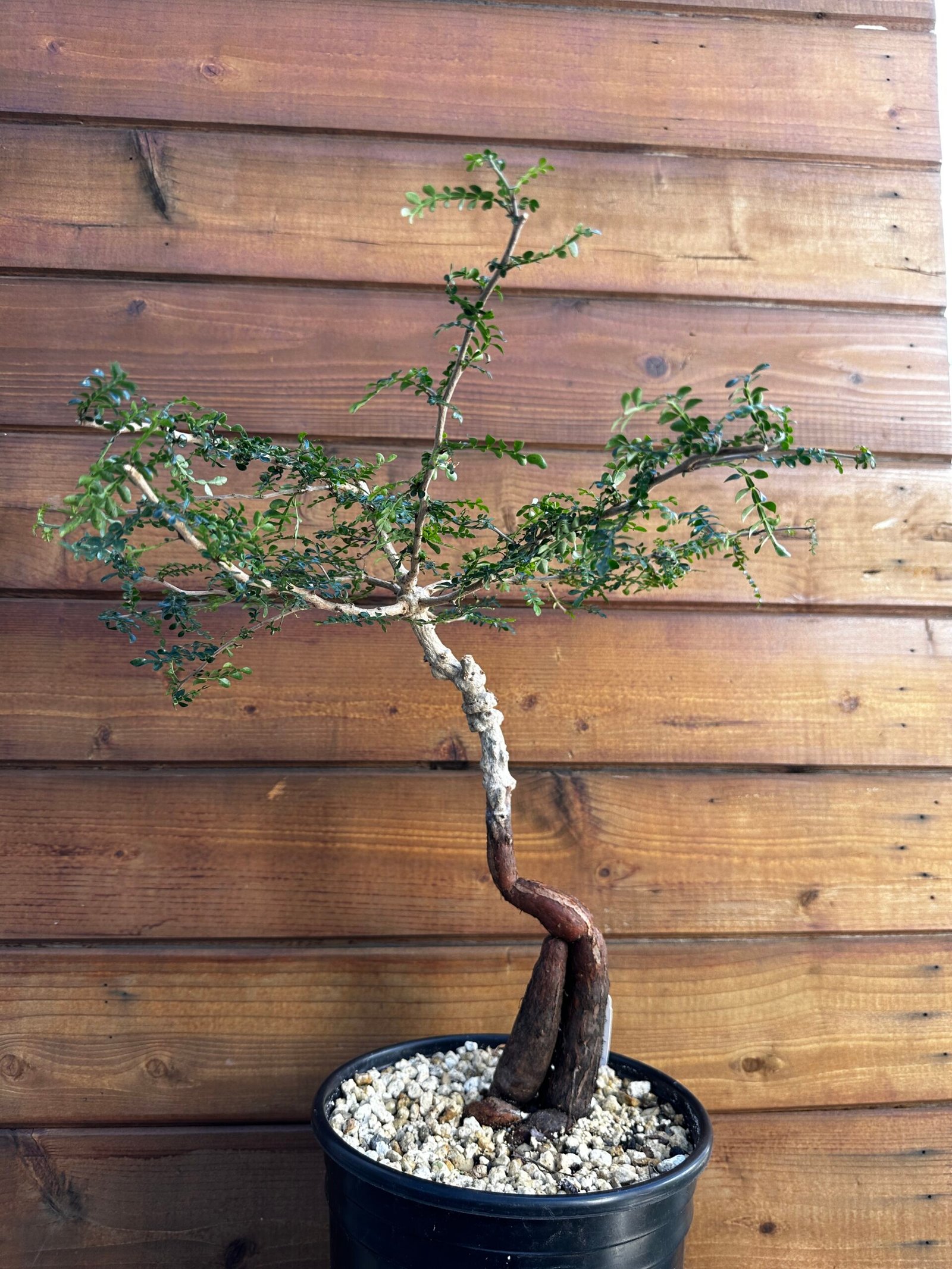 Operculicarya decaryi - Specimen Quality - Private Collection Stock