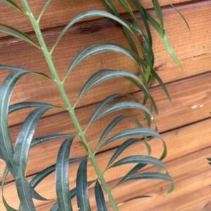 Cycas panzhihuaensis X debaoensis - 3" caudex (multipinnate form)