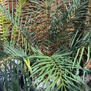 Cycas revoluta X debaoensis - 5" caudex with (1) pup (multipinnate form)